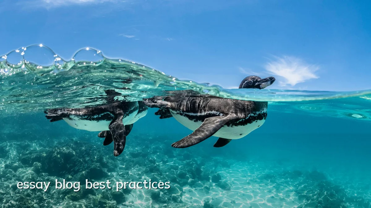 essay blog best practices